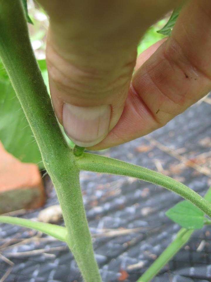 how-to-pinch-plants-pruning-tomatoes-peppers-cucumbers-and-more